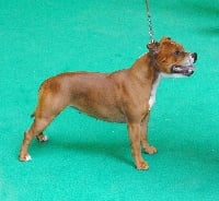 Étalon Staffordshire Bull Terrier - CH. Staffanatic's Caya little devil