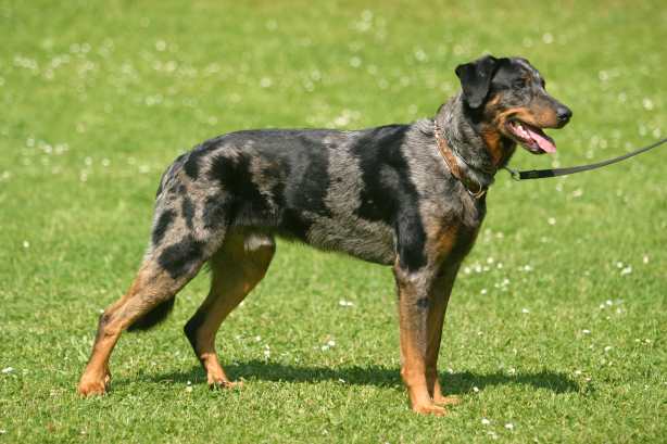 Publication : Von Der Happy Horse Farm 