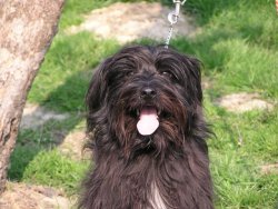 Amadeus des p'tites chenoilles