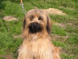 Vetille du champ d´onix