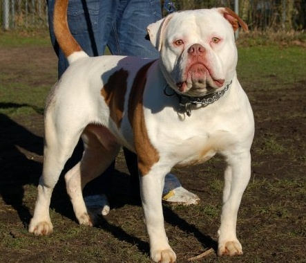 megabulls Baby fifty