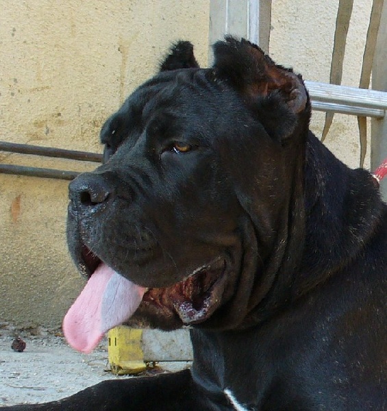 Publication : di Re Manfredi Auteur : Montse Fdez