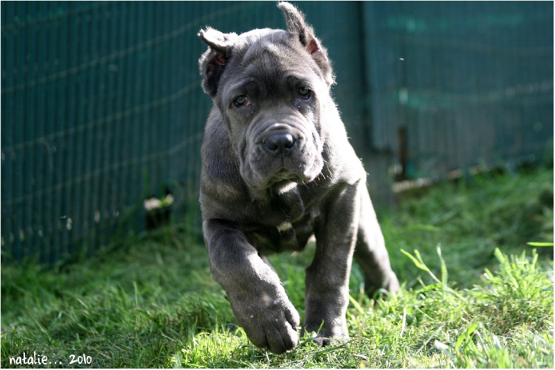 Publication : di Re Manfredi Auteur : NATALIE LAVIGNE