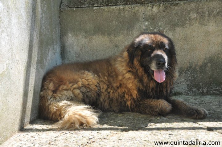 Duque Da quinta da cerdeira