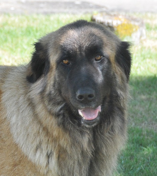 Niara da quinta da liria