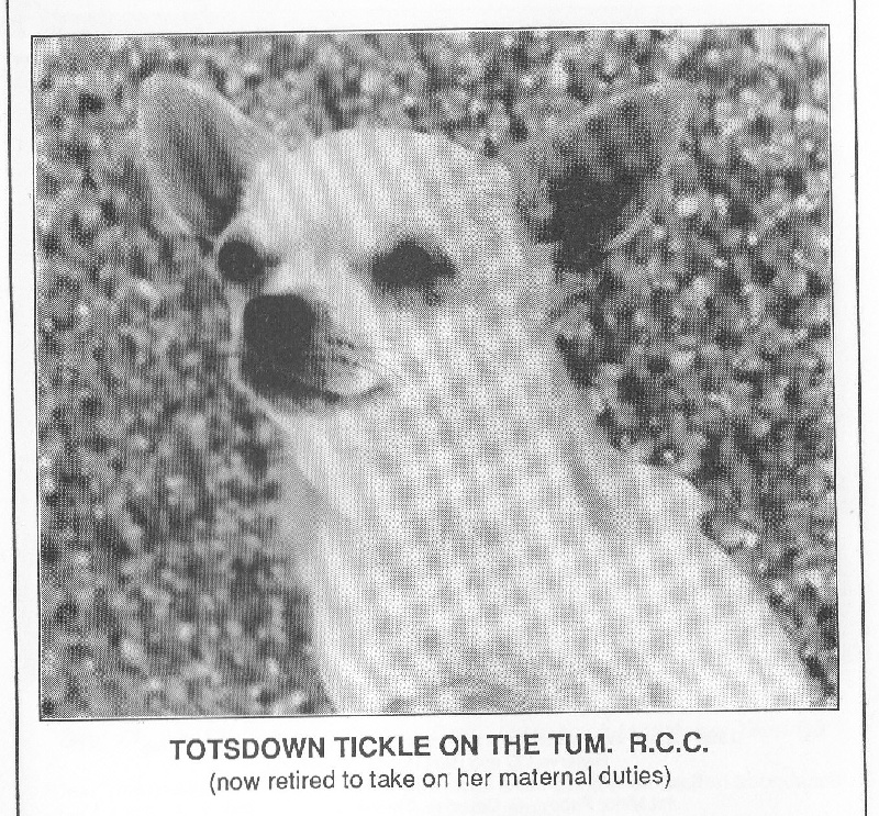 totsdown Tickle on the tum