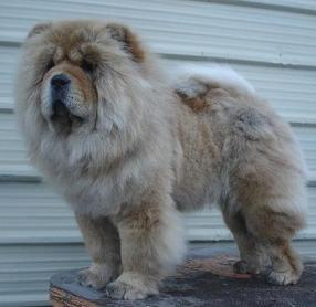 fearless heart Evrika