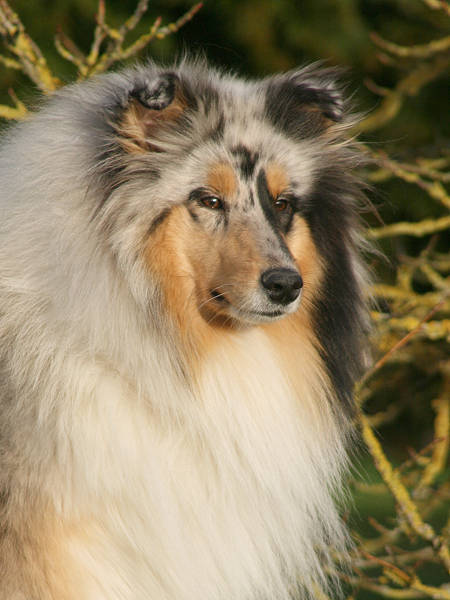  Auteur : du bois des amazones