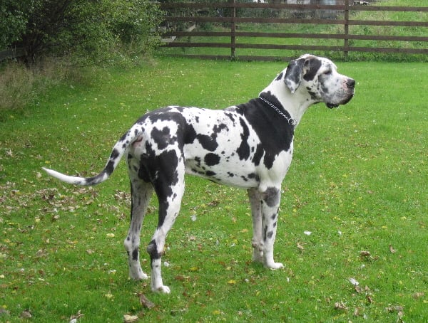 Slettemosegård Eros