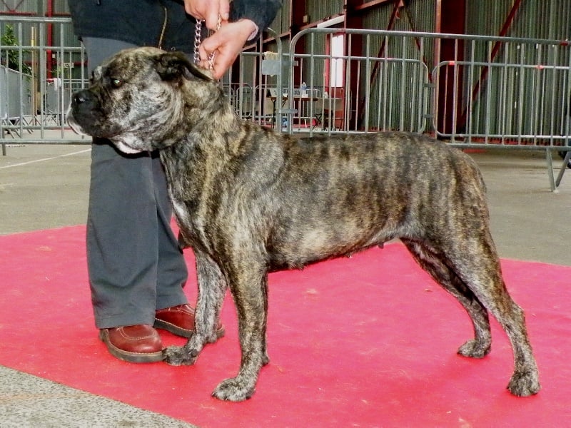 Cayenne De la tour gelee