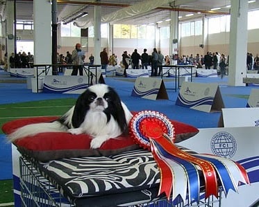 Publication : Elsudan Auteur : DOROTA DZIADKIEWICZ ( PL )