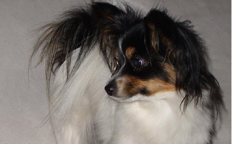 Publication : Butterfly Sky Dancer Auteur : Baldys Juliette