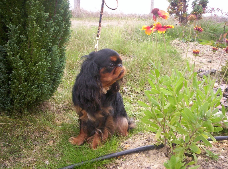 Publication : De l'etang aux grands aulnes Auteur : sabrina