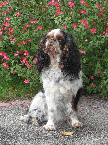 Publication : Daouphars Auteur : Le Roux