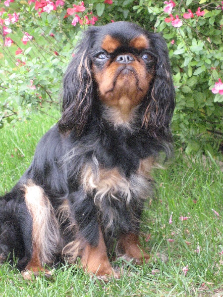 Publication : Daouphars 