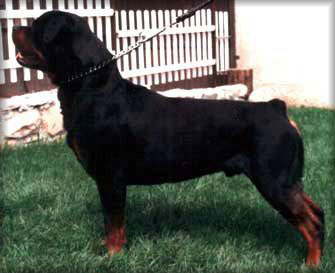 CH. black rott Jarco