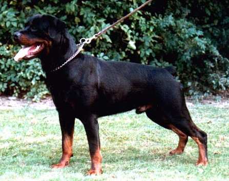 CH. vt straotje Djerbo