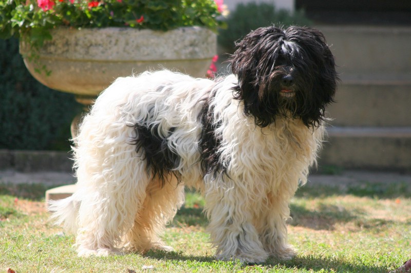 CH. Bagghera De forlhand