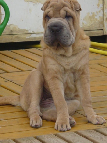 Publication : Shar-pei du grand bambou 