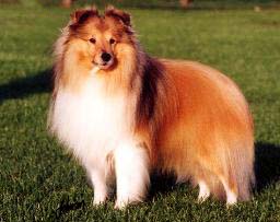 CH. Keltihope Harvester