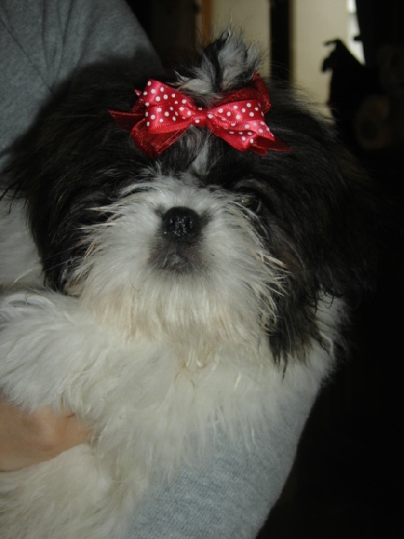 Publication : des Eaux Vives du Ricola Auteur : Florence Chauveau