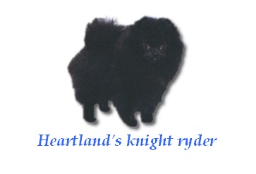 heartland's Knight ryder