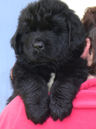 Publication : Shawanaga's