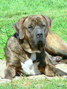 Tora Akai-Tenshi (Sans Affixe)