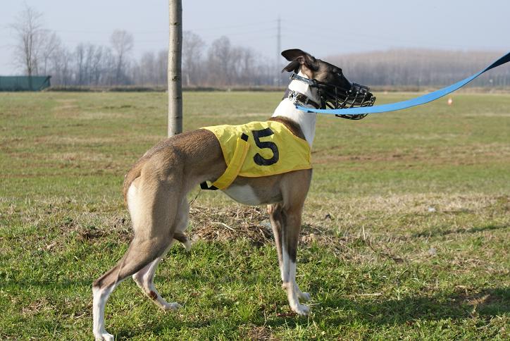 Publication : Di Casa Braveheart Auteur : Luca Mauri