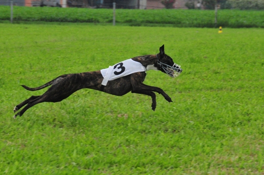 Publication : Di Casa Braveheart Auteur : Luca Mauri