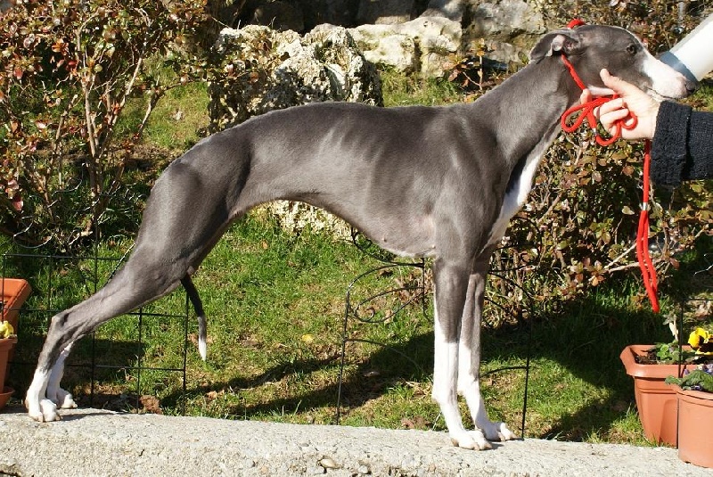 Publication : Di Casa Braveheart Auteur : Luca Mauri