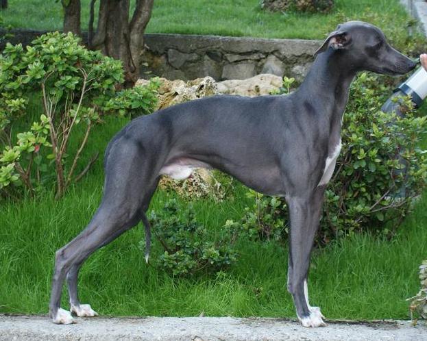 Publication : Di Casa Braveheart Auteur : Luca Mauri