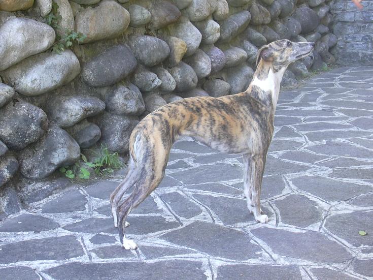 Publication : Di Casa Braveheart Auteur : Luca Mauri