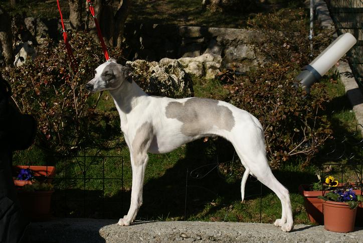 Publication : Di Casa Braveheart Auteur : Luca Mauri