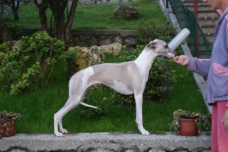 Publication : Di Casa Braveheart Auteur : Luca Mauri