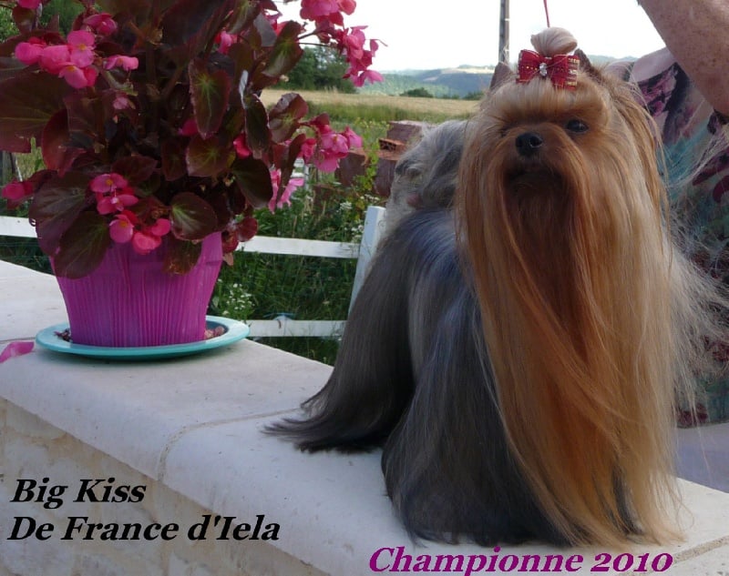 CH. Big kiss de France D'Iela