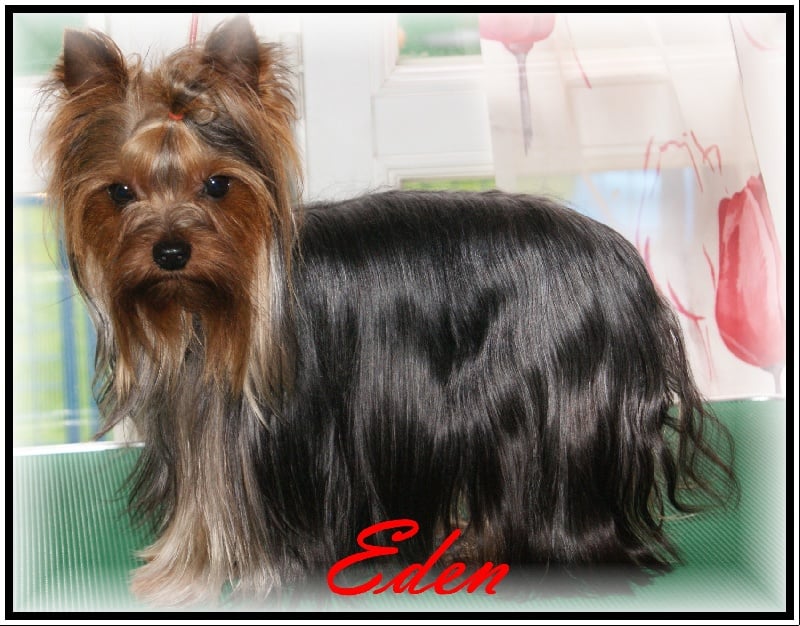 Eden de la villa du sieur paoli