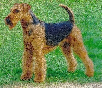 Étalon Airedale Terrier - CH. oak grove York