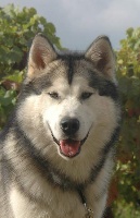 Étalon Alaskan Malamute - Earod (Sans Affixe)