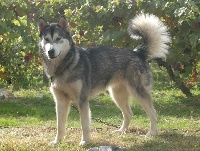 Étalon Alaskan Malamute - Etikiok woolf shadow (Sans Affixe)