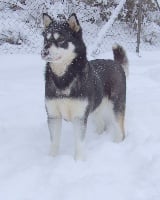 Étalon Alaskan Malamute - Cherkane rose is Inuit's Flag Seeker