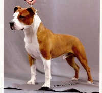 Étalon American Staffordshire Terrier - CH. Cisko Passiona staff