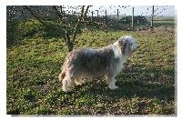 Étalon Bearded Collie - du Chevalier de la Toison D'Or Valia Vanille