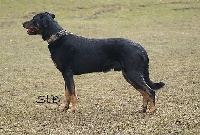 Étalon Berger de Beauce - Leroy Von Der Happy Horse Farm