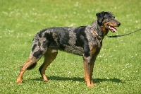 Étalon Berger de Beauce - Acim memoriam von der hansteinmühle