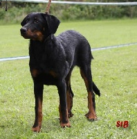 Étalon Berger de Beauce - slyan Coco Chanel