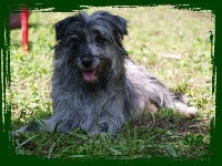 Étalon Berger des Pyrenees à poil long - Dakota DES DRAYERES