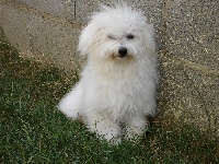 Étalon Bichon Bolonais - Eden du Paradis des Perles Blanches