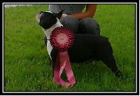 Étalon Boston Terrier - CH. Belle The Best/ Barney Deluxy