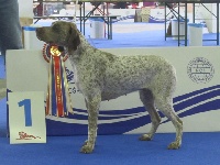 Étalon Braque du Bourbonnais - TR. CH. Estree De la benigousse